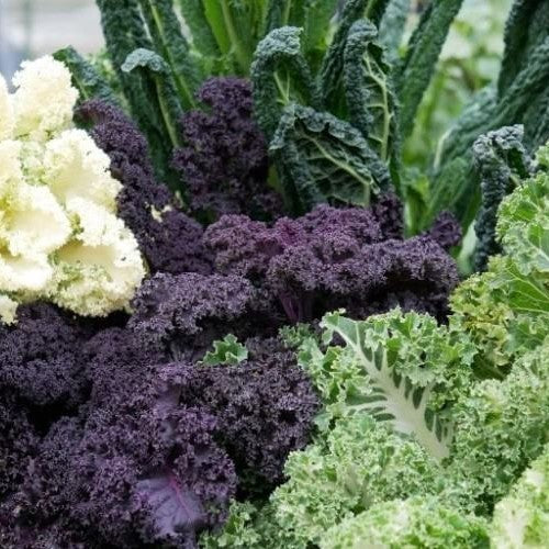 Boerenkool 'Greens & Reds'