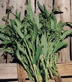 Broccoletto 'Sessantina'
