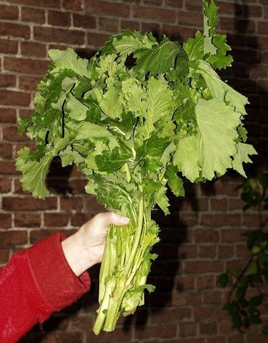 Broccoletto 'Sessantina'