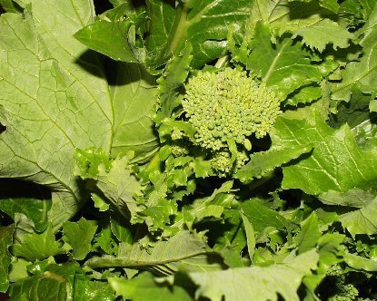 Broccoletto 'Sessantina'