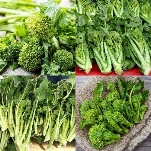 Broccoletto 'Sessantina'