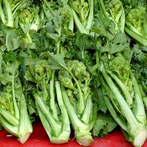 Broccoletto 'Sessantina'