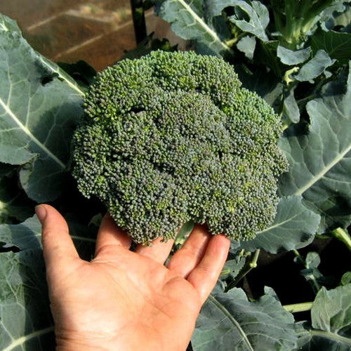 Broccoli 'Olympia' F1 / 'Marathon' F1 / 'Sun King' F1