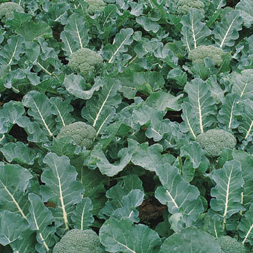 Broccoli 'Olympia' F1 / 'Marathon' F1 / 'Sun King' F1