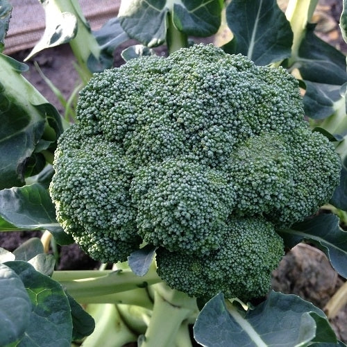 Broccoli 'Monclano' F1 / 'Claremont' F1