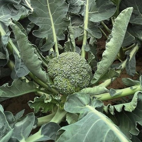 Broccoli 'Monclano' F1 / 'Claremont' F1
