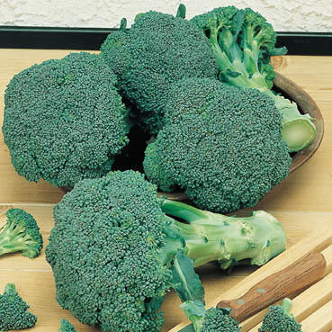 Broccoli '(Groene) Calabrese' / 'Green Sprouting'