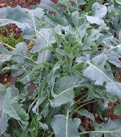 Bladbroccoli 'Minestra Nera'