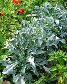 Bladbroccoli 'Minestra Nera'