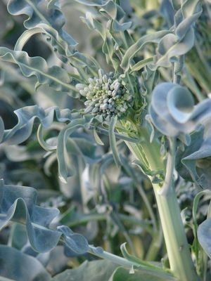 Bladbroccoli 'Minestra Nera'