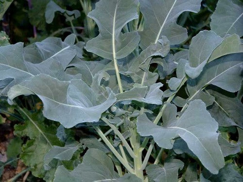 Bladbroccoli 'Minestra Nera'