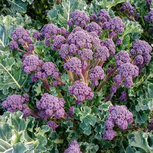 (ASPERGE)BROCCOLI 'Red Fire' F1