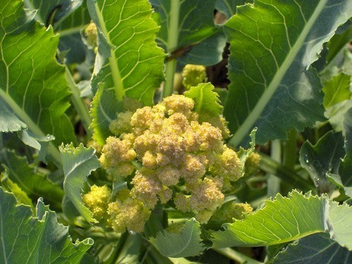 Dig Broccoli Digging Fork 5 Tine | Vreeken's Zaden