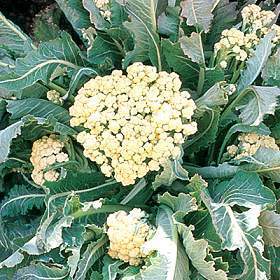 Nine-Star Perennial broccoli