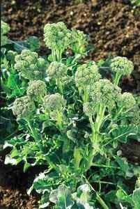 Nine-Star Perennial broccoli