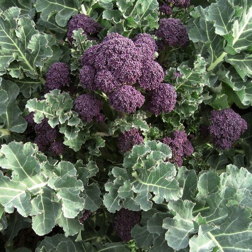 (ASPERGE)BROCCOLI 'Red Admiral' F1