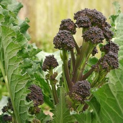 (Asperge)Broccoli 'Early Purple Sprouting'