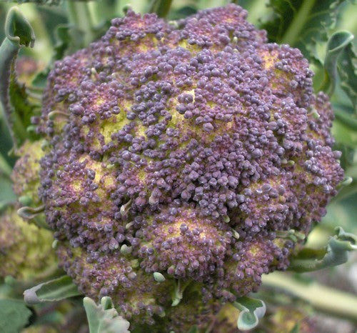 (Asperge)Broccoli 'Early Purple Sprouting'