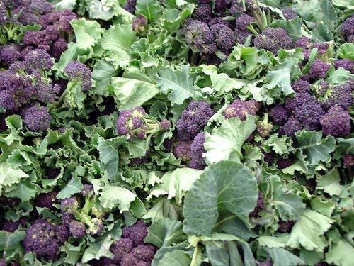(Asperge)Broccoli 'Early Purple Sprouting'