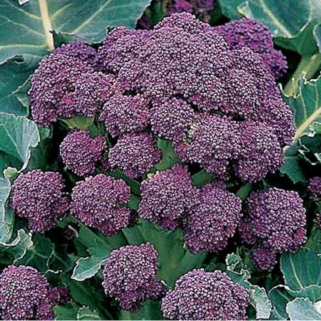 (ASPERGE)BROCCOLI (Purple Sprouting) 'Extra Early Rudolph'