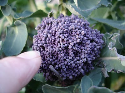 (Asparagus) broccoli (Purple Sprouting) 'Extra Early Rudolph'