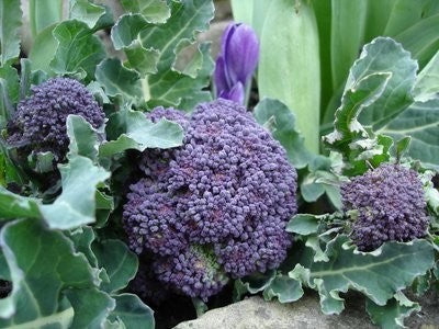 (Asparagus) broccoli (Purple Sprouting) 'Extra Early Rudolph'