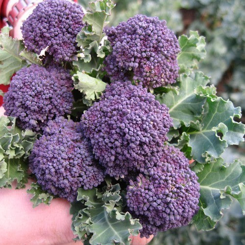 (Asperge)broccoli (Purple Sprouting) 'Burgundy' F1