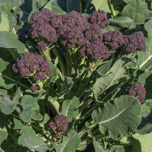 (Asperge)broccoli (Purple Sprouting) 'Burgundy' F1