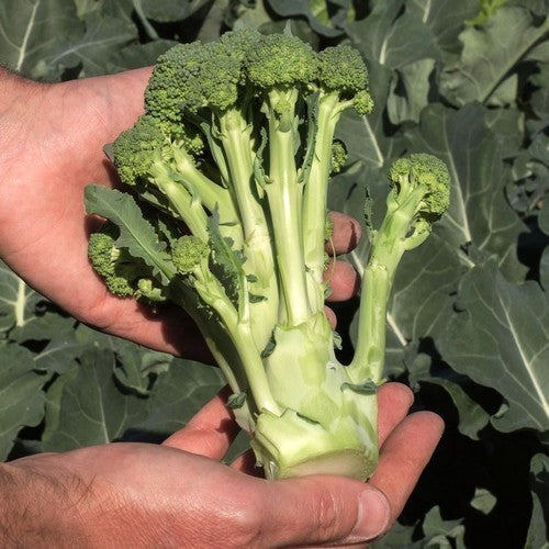 Stengelbroccoli 'Creamy Broccy' F1 / 'Montebello' F1