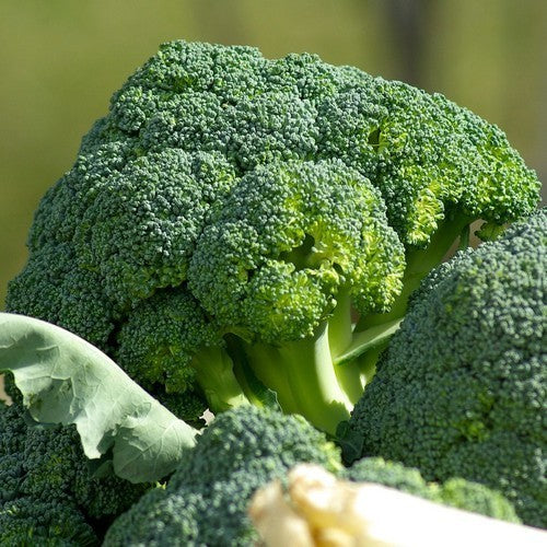 Broccoli 'Waltham' / 'Ramoso Calabrese'