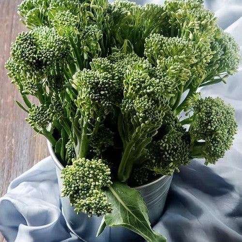 Broccoli 'Waltham' / 'Ramoso Calabrese'