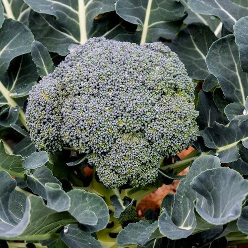 Broccoli 'Waltham' / 'Ramoso Calabrese'
