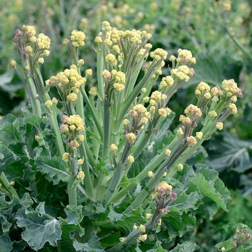 (Asperge)broccoli 'White Sprouting Burbank' F1