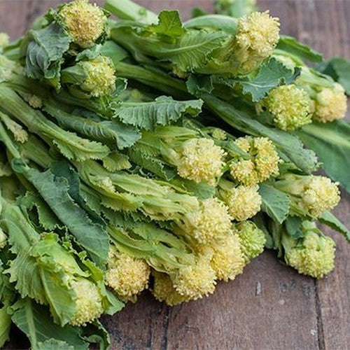 (Asperge)broccoli 'White Sprouting Burbank' F1