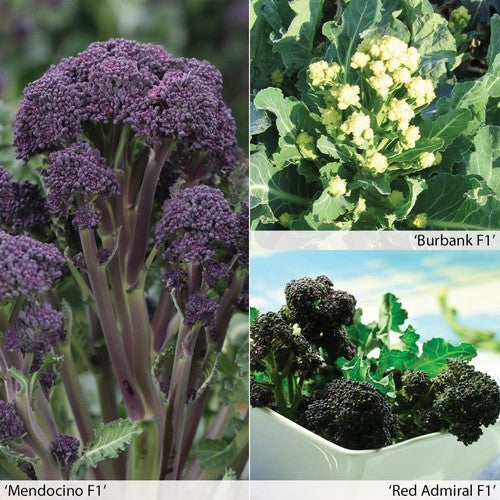 (Asperge)broccoli 'All Season Collection'