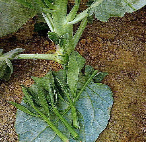 Chinese Broccoli 'Dara' / 'He Tang'
