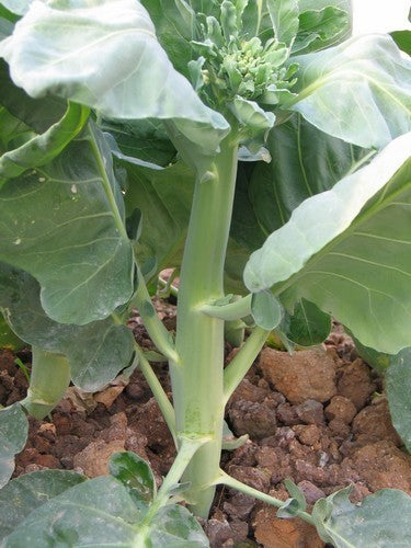 Chinese Broccoli 'Dara' / 'He Tang'