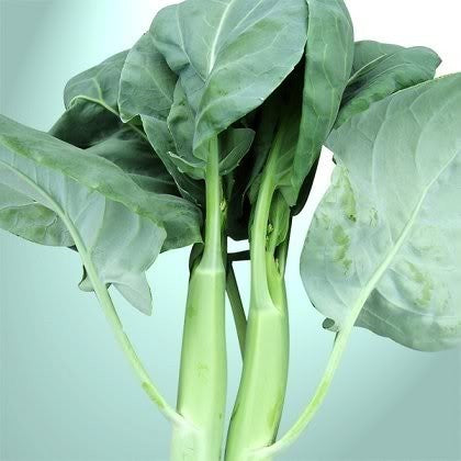 Chinese Broccoli of BABY Broccoli 'Happy Rich' F1 / 'Melody'