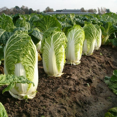 Chinese Kool 'Granaat' / 'Cantonner Witkrop'