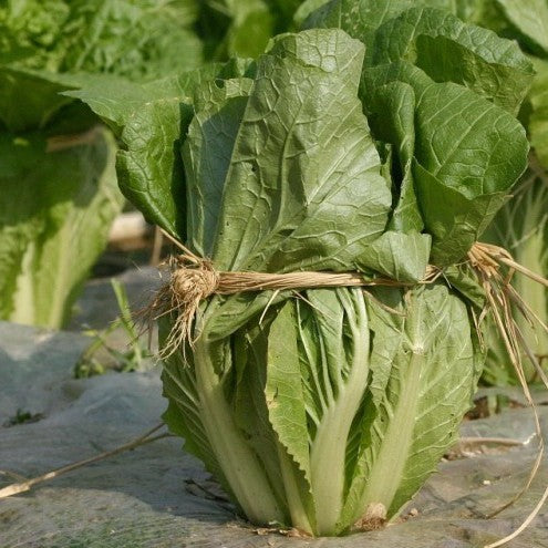 Chinese Kool 'Granaat' / 'Cantonner Witkrop'
