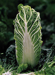 Chinese Kool 'Michihli'