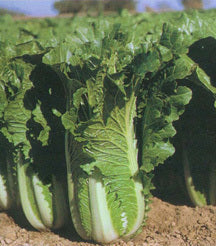 Chinese Kool 'Michihli'