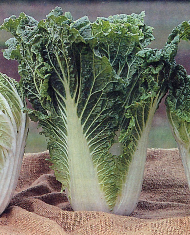 Chinese Kool 'Michihli'