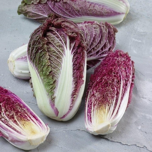 Chinese Cabbage 'Scarvita' F1 / 'Merlot' F1