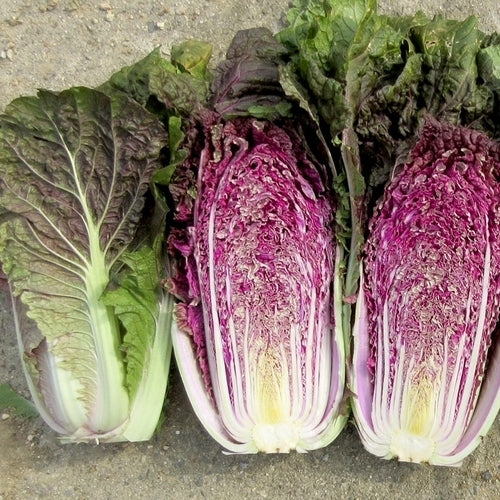 Chinese Cabbage 'Scarvita' F1 / 'Merlot' F1
