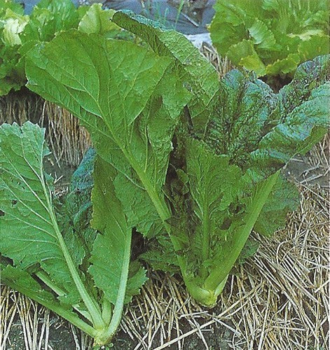 Kaisoi 'Sueh-Li-Hung'