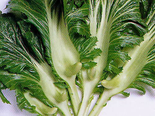 Kaisoi 'Swatow Thick Stem' / 'Horned Mustard'