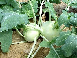 Kohlrabi 'Delikatess Weisser' / 'Wener Weisser'