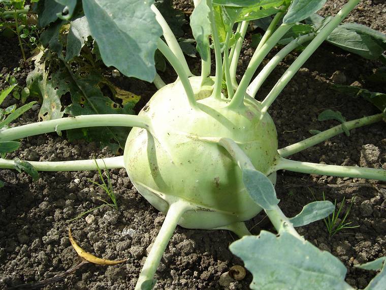 Kohlrabi 'Delikatess Weisser' / 'Wener Weisser'