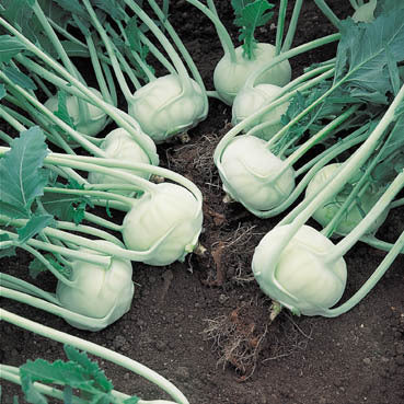 White Kohlrabi 'Lanro'